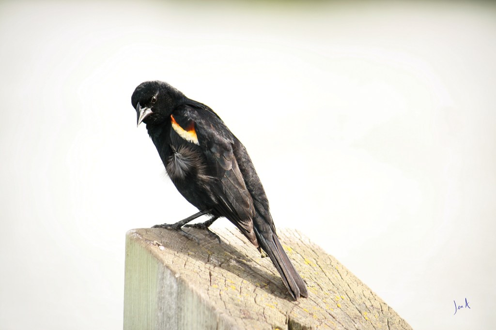 a red winged blackbird on a square post looking over its left wing