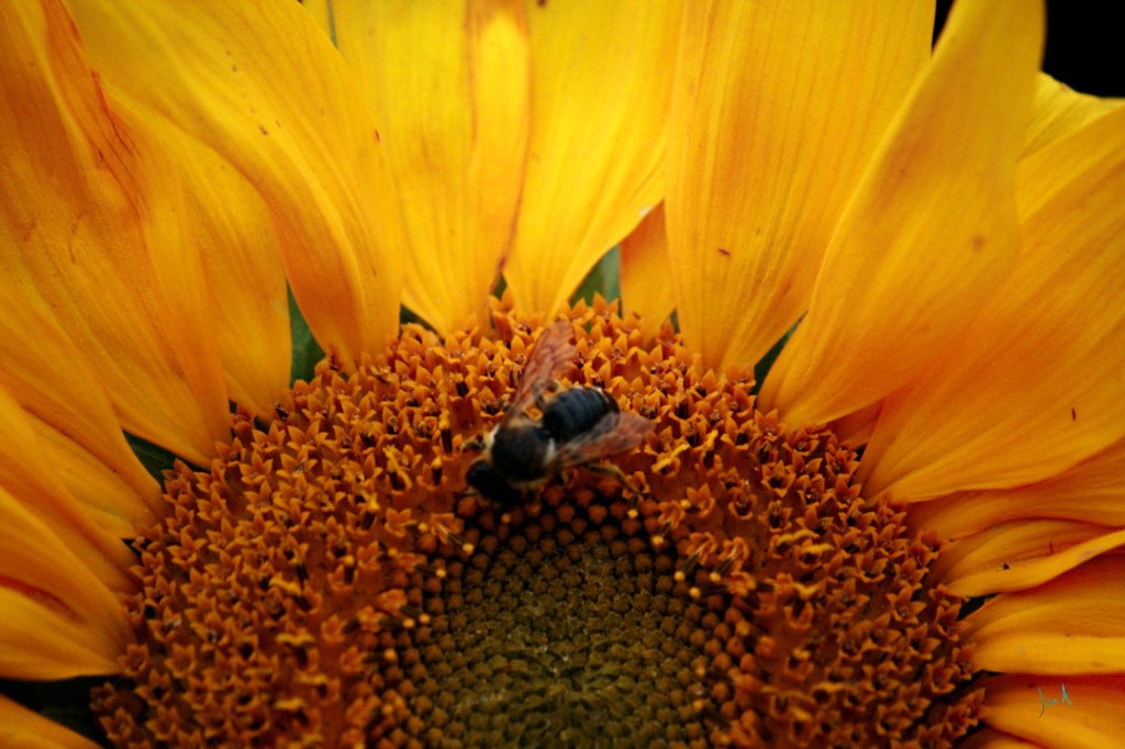 A Bright yellow and orange sunflower with a bee
