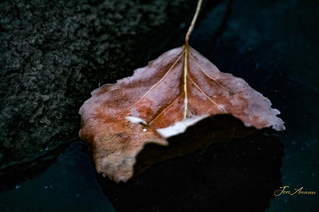 A dried autumn leaf next to a rock on a frozen lake