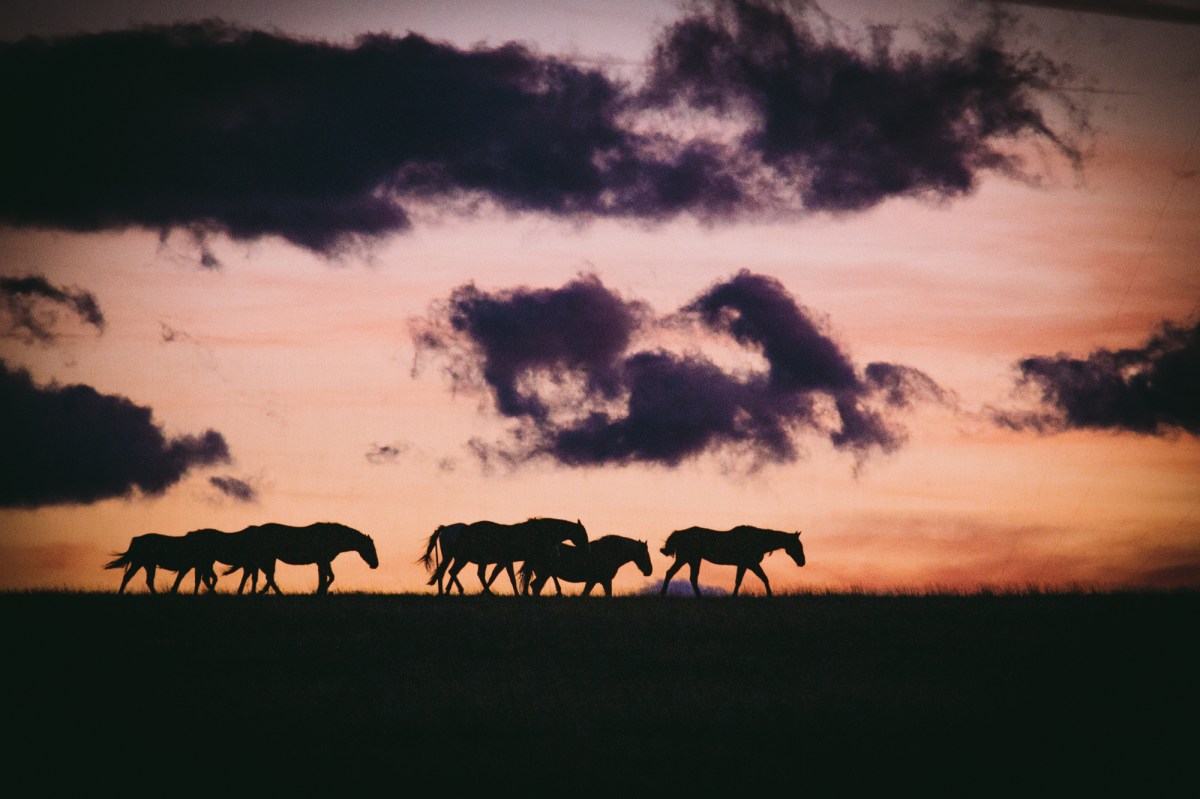 Horses on a ridge at sunset. Photo by Olivia Rutt